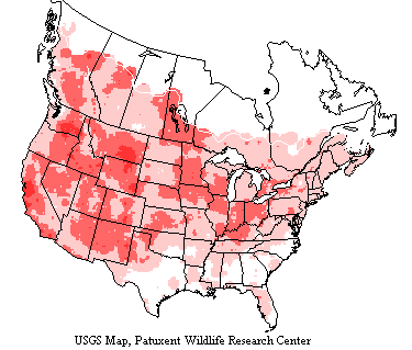 American Kestrel Range Map