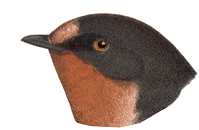 Visit the Barn Swallow Species Page