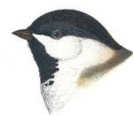 Visit the black-capped chickadee species page.