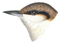 Brown-headed Nuthatch A woodcut print of an oak titmouse pair, one returning to a tree cavity with nest building foliage and its mate leaving the cavity.