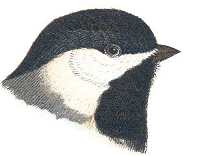Carolina Chickadee Head