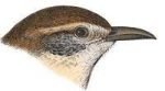 See species information for Carolina wrens