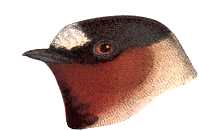Visit the Cliff Swallow Species Page