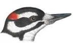 See species information for hairy woodpeckers