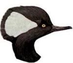 Select to view the Hooded Merganser web page.