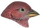 Select to view the house finch webpage.