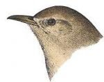 Visit the house wren species page.