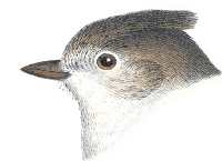 Visit the oak titmouse species page.