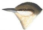 Visit the pygmy nuthatch species page.