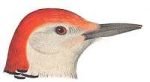 Select to read information for red-bellied woodpeckers.