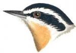 Visit the red-breasted nuthatch species page.