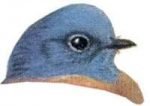 See species information for western bluebirds