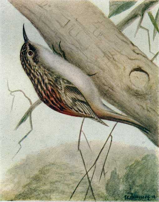 Painting of a Brown Creeper on the underside of a partially fallen timber with a vegetated hill in a foggy haze in the background.