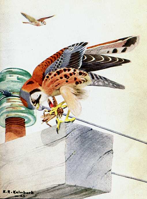 Painting of an American kestrel perched atop a power line pole, eating a grasshopper.