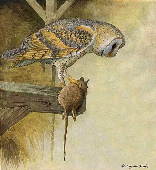 Painting of a barn owl with its rodent prey perched on an interior barn beam.