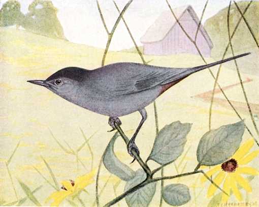 Water color painting of catbird perched in vine foliage with farm and field in the background.