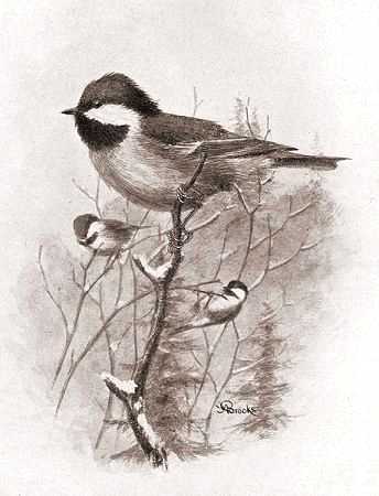 Illustration of chestnut-backed chickadees on tree branches in a wintery forest.