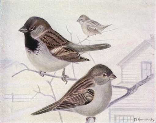 Painting of an English sparrow pair perched on tree branches with a house in the background.