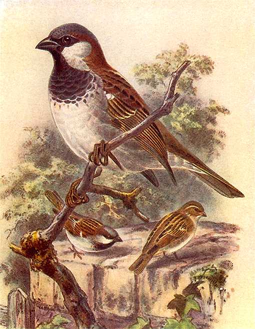 Painting of an English perched on a branch and others foraging on the ground.