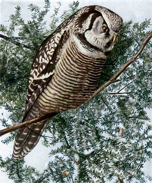 Painting of a hawk owl perched in a coniferous tree.