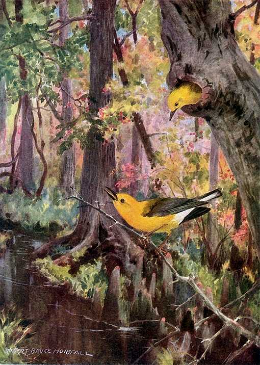 Painting of a prothonotary warbler pair in and around the entrance to a tree cavity in a cypress forest swamp full of foliage.