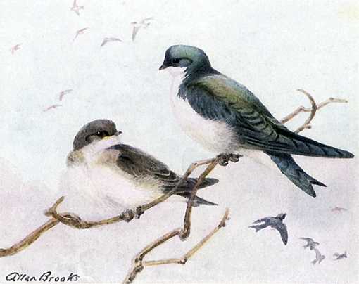 Painting of tree swallows perched high in trees and flying.