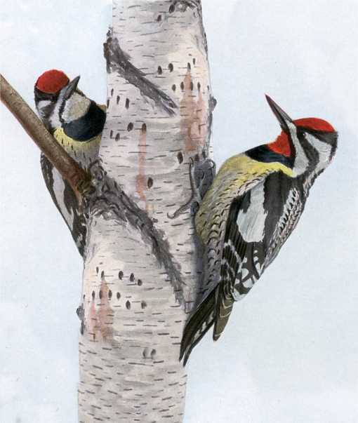 Painting of yellow-bellied sapsuckers on an aspen tree by Louis Agassiz Fuertes
