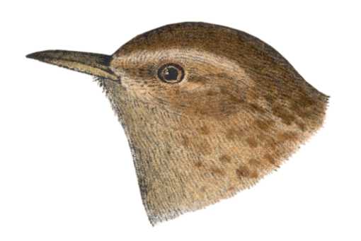 Visit the winter wren species page.