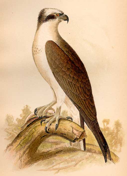 Illustration of an osprey perched on a fallen log.