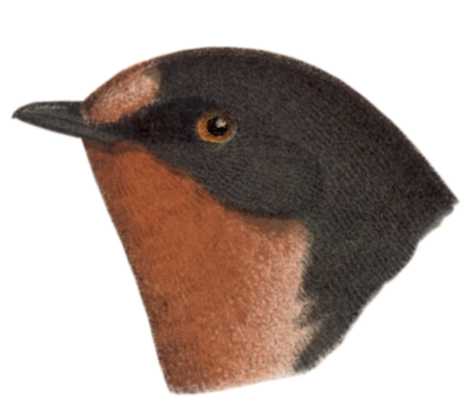 Select to view the barn swallow species page.