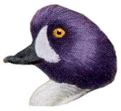 Visit the Barrow's goldeneye species page.