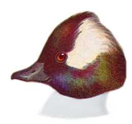 Visit the bufflehead species page.