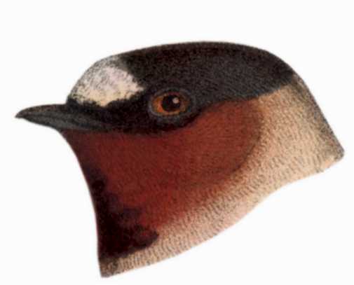 Select to view the cliff swallow species page.