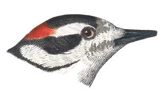 Downy Woodpecker Head