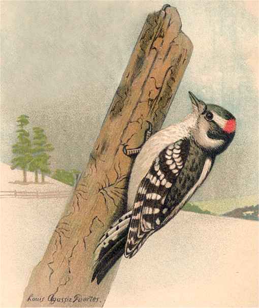 Downy Woodpecker by Louis Aggasiz Fuertes Painting of a downy woodpecker clinging to the side of a tall tree stump against a snowy wintery background.