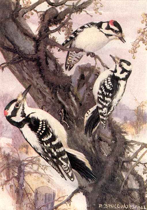 Hairy and Downy Woodpeckers by R Bruce Horsfall Painting demonstrates size difference between a hairy woodpecker and two smaller downy woodpeckers.