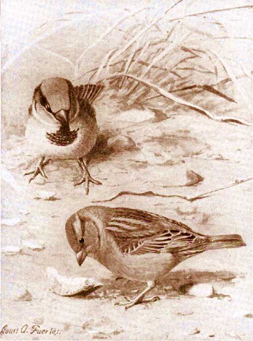Painting of english sparrows foraging on the ground.