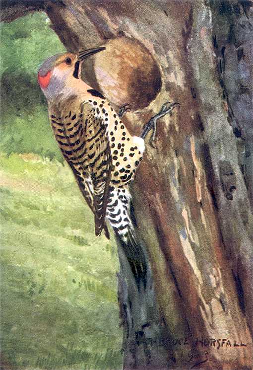 Northern Flicker by R Bruce Horsfall Painting of northern flicker perched in front of a tree cavity with a grassy ground and foliage in the background.