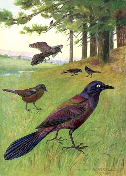 Painting of a flock of purple grackles foraging through grass and a wooded background.