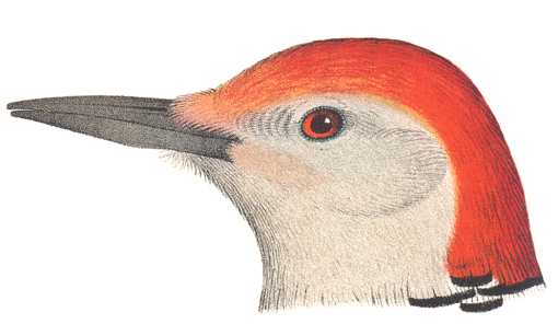 Visit the red-bellied woodpecker species page.