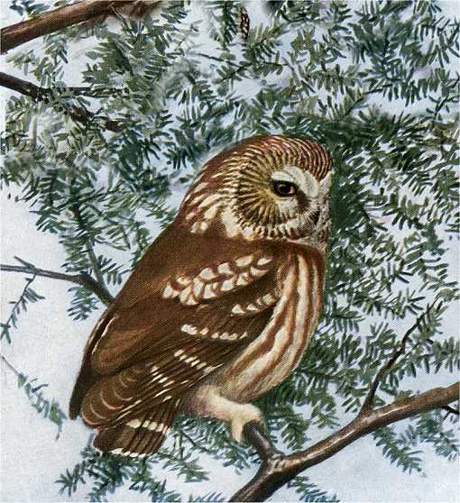 Painting of a saw-whet owl perched in a coniferous tree.