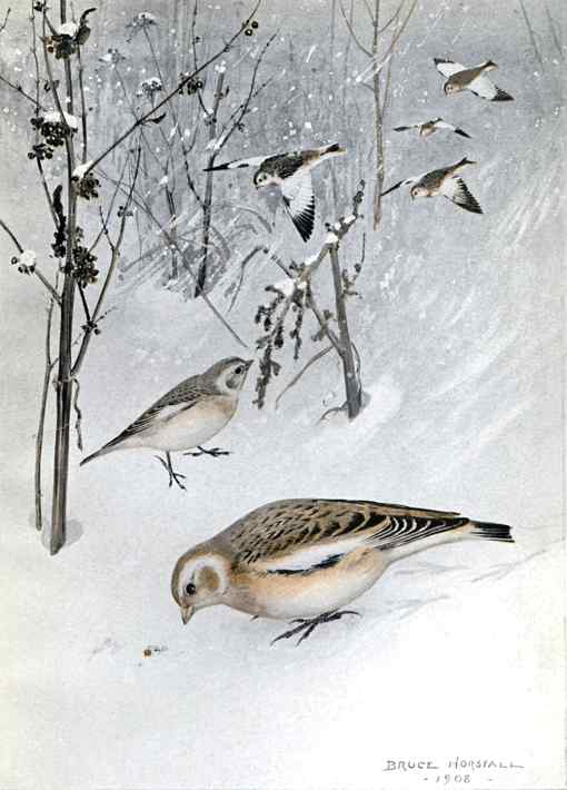 Painting of a flock of snow buntings foraging on the snow covered ground with a forest background.