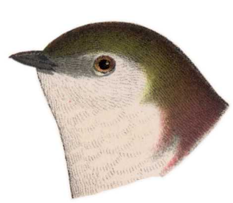 Visit the violet-green swallow species page.