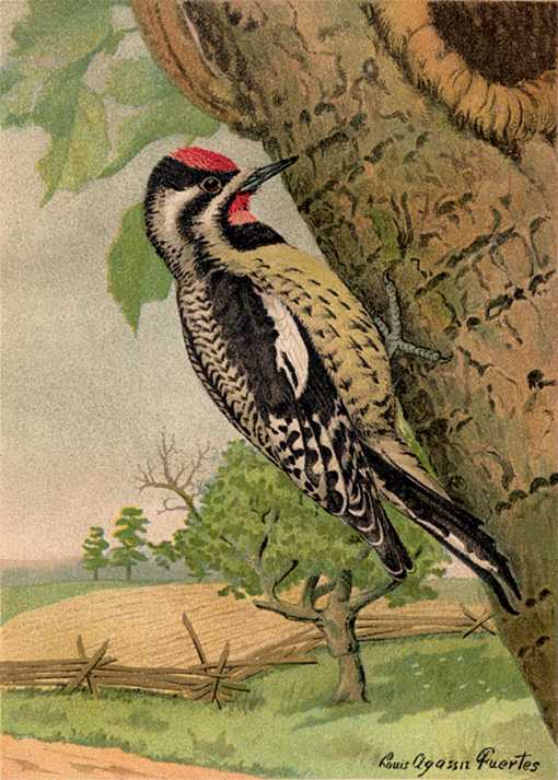 Painting of yellow-bellied sapsucker pecking rows of sap holes in a tree trunk with a farm field and tree in the background.