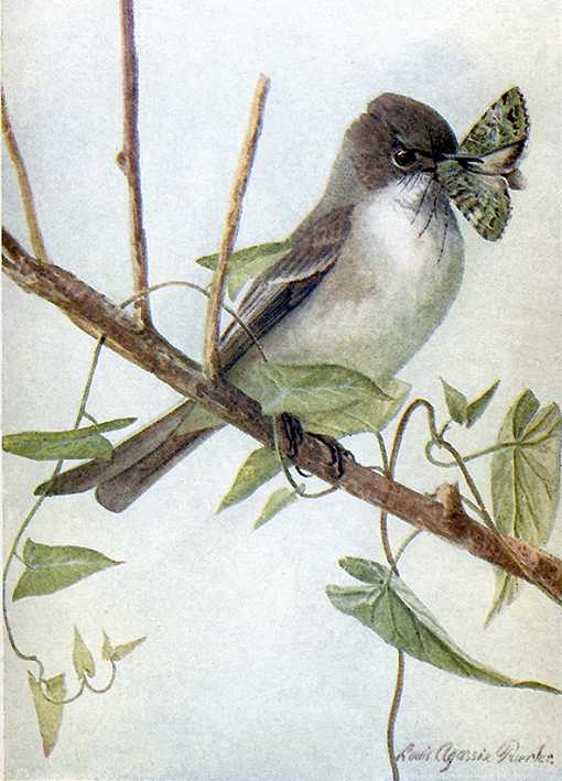 Painting of an eastern phoebe on a vine embellished tree branch.