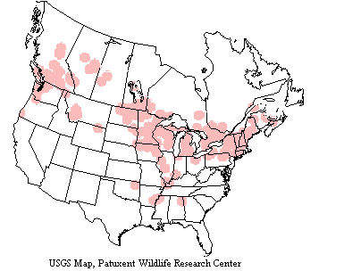 USGS Hooded Merganser Breeding Survey Map Hooded mergansers nest from about 45 degrees latitude north to the Arctic Circle and migrates as far as Mexico and the Caribbean.